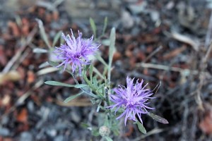 centaurea di stoebe (1) (1000 x 667)